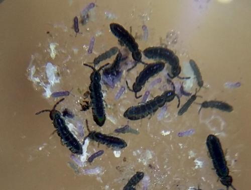 Vertagopus arboreus